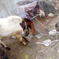 یک عددپازن گلابی ویک عددبزگلابی|حیوانات مزرعه|جم, |دیوار