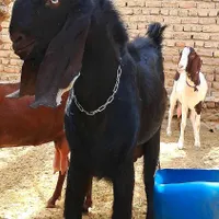 فروش سه عدد گوسفند