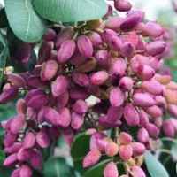 کودهای کاملا ارگانیک کروا