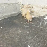 زرد|پرنده|تهران, جمهوری|دیوار