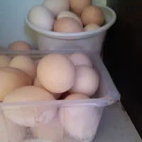 تخم مرع لاری