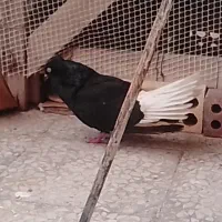 کفتر زاغ دم سفید مهر پرشی