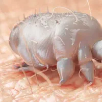 سم‌پاشی فوری و تضمینی،ایمن وتخصصی|خدمات نظافت|دزفول, |دیوار