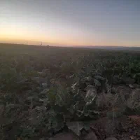 فروش چغندر و برگ چغندر