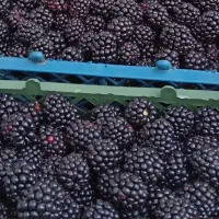 بوته تمشک اصلاح شده بدون خار|خدمات باغبانی و درختکاری|تولم شهر, |دیوار