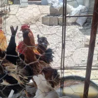 خروس|حیوانات مزرعه|شیراز, شهرک سعدی|دیوار