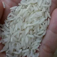 برنج هاشمی درجه یک گیلان