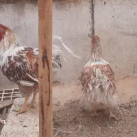 مرغ وخروس|حیوانات مزرعه|شیراز, احمدی جنوبی|دیوار