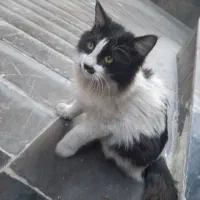 واگذاری گربه رایگان|گربه|تهران, سلسبیل شمالی|دیوار