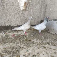 کبوتر|پرنده|کازرون, |دیوار