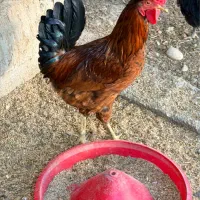 خروس جوان فروشی|حیوانات مزرعه|بهبهان, |دیوار