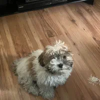 سگ شیتزو|سگ|تهران, سلسبیل شمالی|دیوار