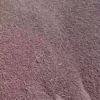 لوبیا قرمز درشت بذریاقوت درجه ۱