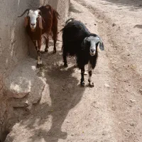 بز کوهی