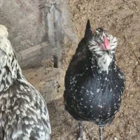 تخم مرغ گلین نطفه دار عشایری|حیوانات مزرعه|خمینیشهر, |دیوار