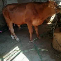 شوش شهرحر