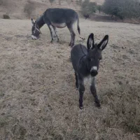 فروش الاغ +کره