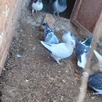 دمبی ماده|پرنده|کشکوئیه, |دیوار