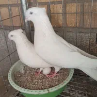 اراکی زیبا وکلکسیونی|پرنده|اهواز, زردشت|دیوار