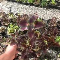 گل ارزون|گل و گیاه طبیعی|شهریار, شهریار|دیوار