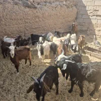 بزغاله دو رگ نیم گوشت