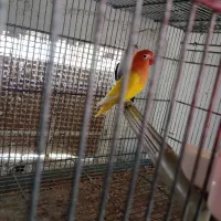 طوطی برزیلی|پرنده|جم, |دیوار