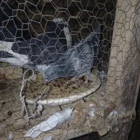 کفتر سالم و خونگی|پرنده|شهرضا, |دیوار