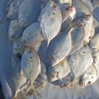 ماهی فروشی درجه یک صادراتی