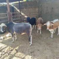 گوساله نر ـ سیمینتال ـ دورگ ـ محلی ( کــوار)|حیوانات مزرعه|طسوج, |دیوار