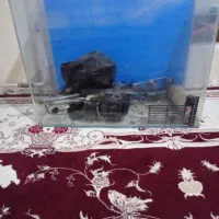 اکواریوم|ماهی|خرمآباد, |دیوار