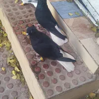 کبوتر دوم سفید|پرنده|تاکستان, |دیوار