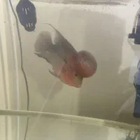 ماهی فلاور هورن اصل|ماهی|شهرکرد, |دیوار