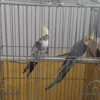 عروس هلندی جفت