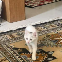 گربه