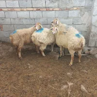 ۴عددشیشک عروسک آبستن