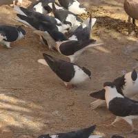 ۵۰ عدد کبوتر سیاه پشت اصل و بی عیب