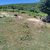 بز نر وماده