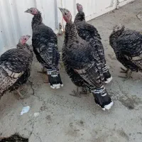 بوقلمو‌دونه‌یک‌ملیون‌هرکی‌خواست‌زنگ‌بزنه