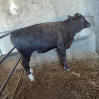 گوساله ماده تلیسه4ماه