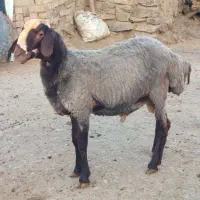 این عده بره شالی