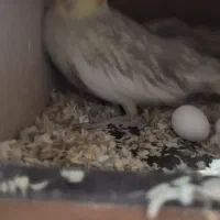 جفت طوطی عروس هلندی کوتوله قناری کبوتر|پرنده|خمینیشهر, |دیوار