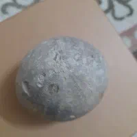 فسیل خارپشت|کلکسیون اشیاء عتیقه|مشهد, فریزی|دیوار