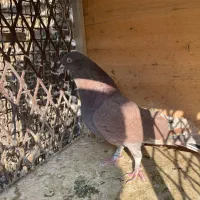 کبوتر|پرنده|تهران, شارق|دیوار