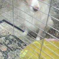 واگذاری سگ|سگ|تهران, یافت آباد جنوبی|دیوار