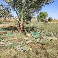 خدمات باغبانی و نخل|خدمات باغبانی و درختکاری|اهواز, بهارستان|دیوار