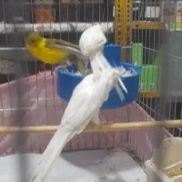 قناری رسمی بلند|پرنده|تهران, حصارک|دیوار