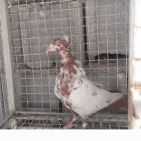 دم سرخ،، سینه زرد|پرنده|شهرضا, |دیوار