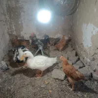 جوجه محلی .اردک