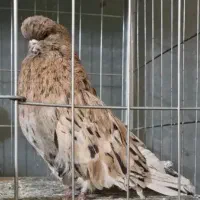 کبوتر قنار از جنس پورشاه و چرچیل