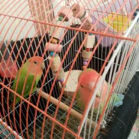 فروش یک جفت کوتوله